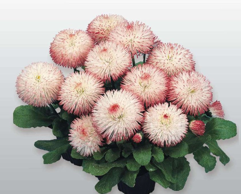 Bellis perennis 'Habanera Rose' - fagurfífill