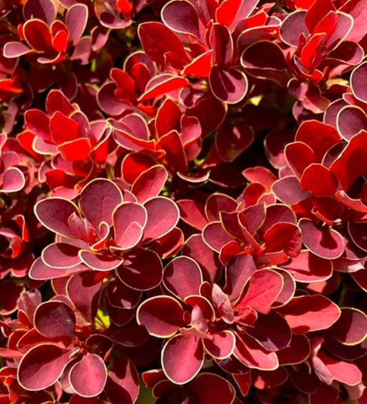 Berberis thunbergii 'Ruby Star' - sólbroddur