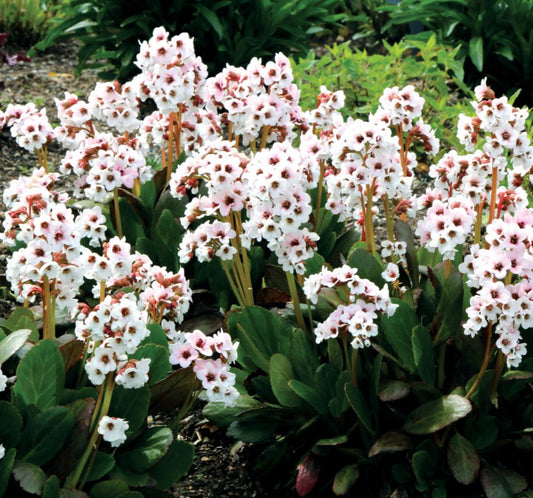 Bergenia 'Dragonfly Angel Kiss' - hjartasteinbroti