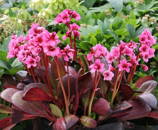 Bergenia 'Flirt' - hjartasteinbroti