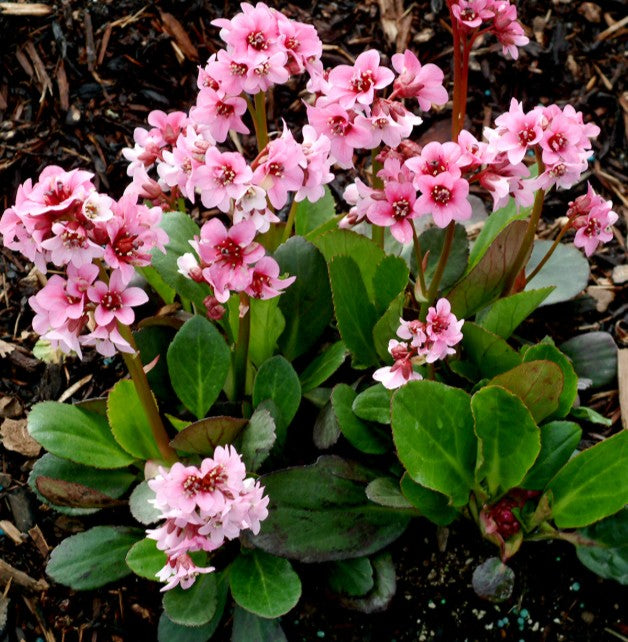 Bergenia 'Pink Dragonfly' - hjartasteinbroti