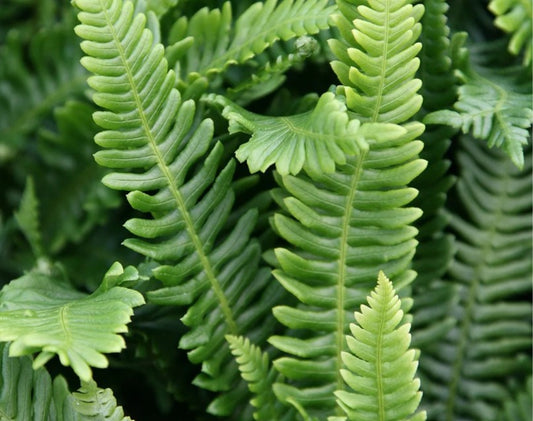 Blechnum spicant - skollakambur