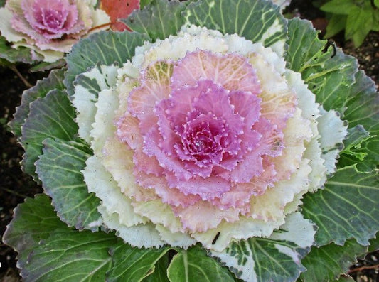 Brassica 'F1 Victoria Pigeon' - skrautkál