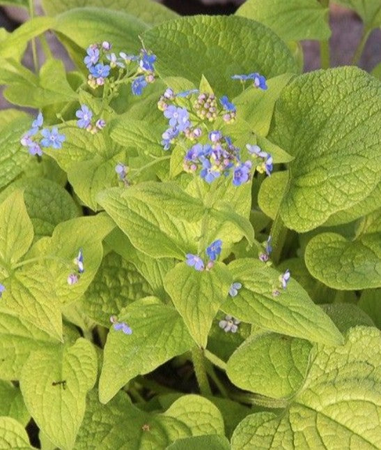 Brunnera macrophylla 'Diane's Gold' - búkollublóm