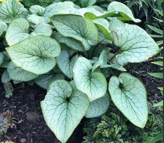 Brunnera macrophylla 'Alchemy Silver' - búkollublóm