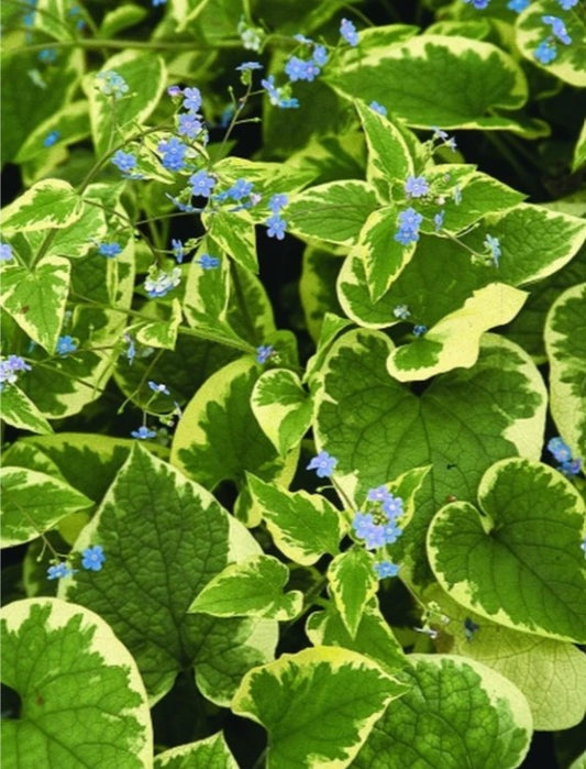 Brunnera macrophylla 'Hadspen Cream' - búkollublóm