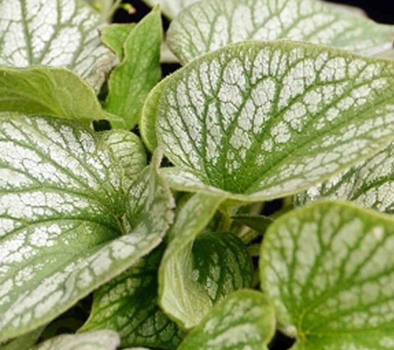Brunnera macrophylla 'Jack's Gold' - búkollublóm