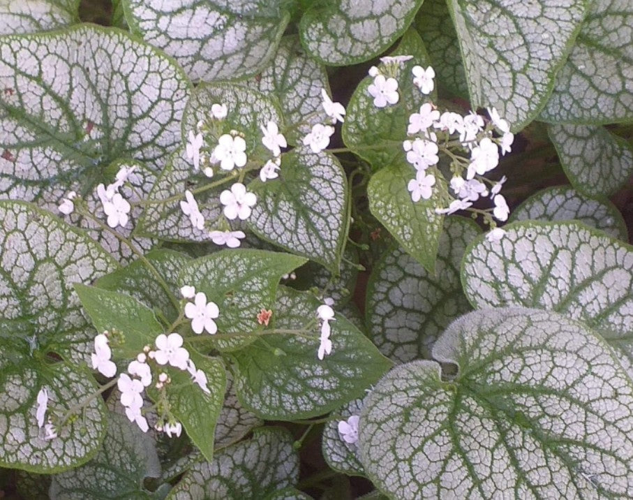 Brunnera macrophylla 'Mr. Morse' - búkollublóm