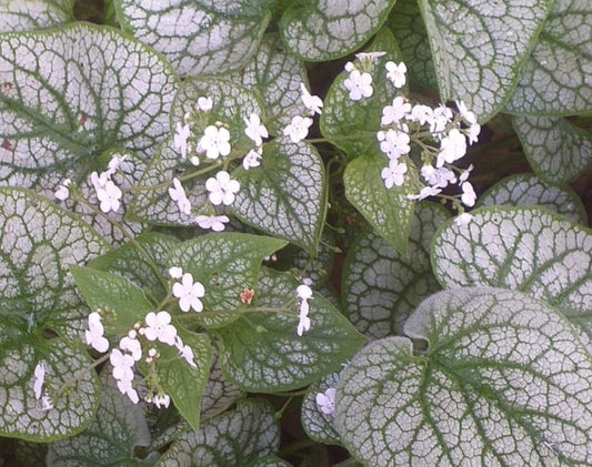 Brunnera macrophylla 'Mr. Morse' - búkollublóm