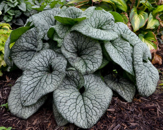 Brunnera macrophylla 'Queen of Hearts' - búkollublóm