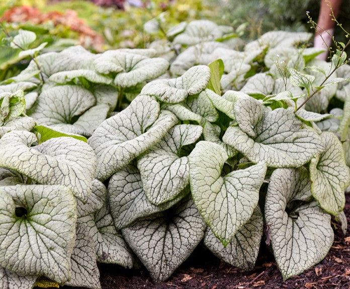 Brunnera macrophylla 'Sterling Silver' - búkollublóm