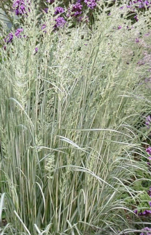 Calamagrostis x acutiflora 'Avalanche' - garðahálmgresi