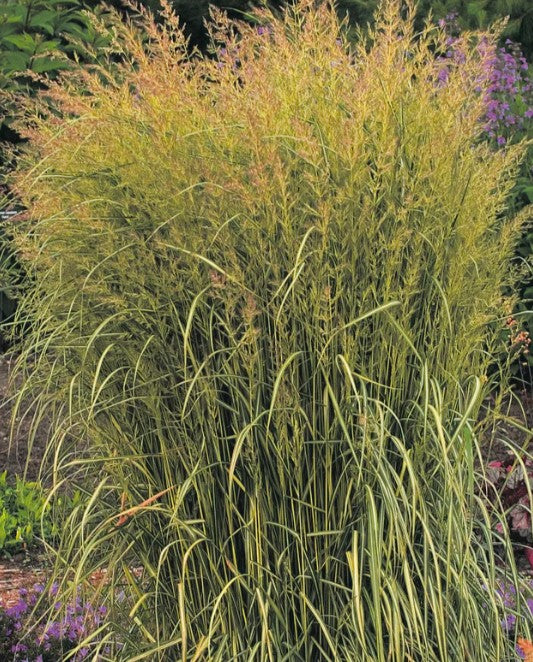 Calamagrostis x acutiflora 'Eldorado' - garðahálmgresi