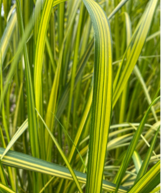 Calamagrostis x acutiflora 'Eldorado' - garðahálmgresi
