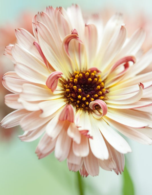 Calendula 'Sherbet Fizz' - morgunfrú