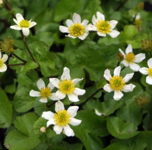 Caltha palustris 'Alba' - hófsóley