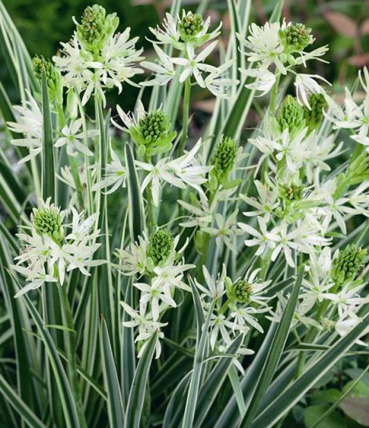 Camassia leichtlinii 'Sacajawea' - indíánalilja