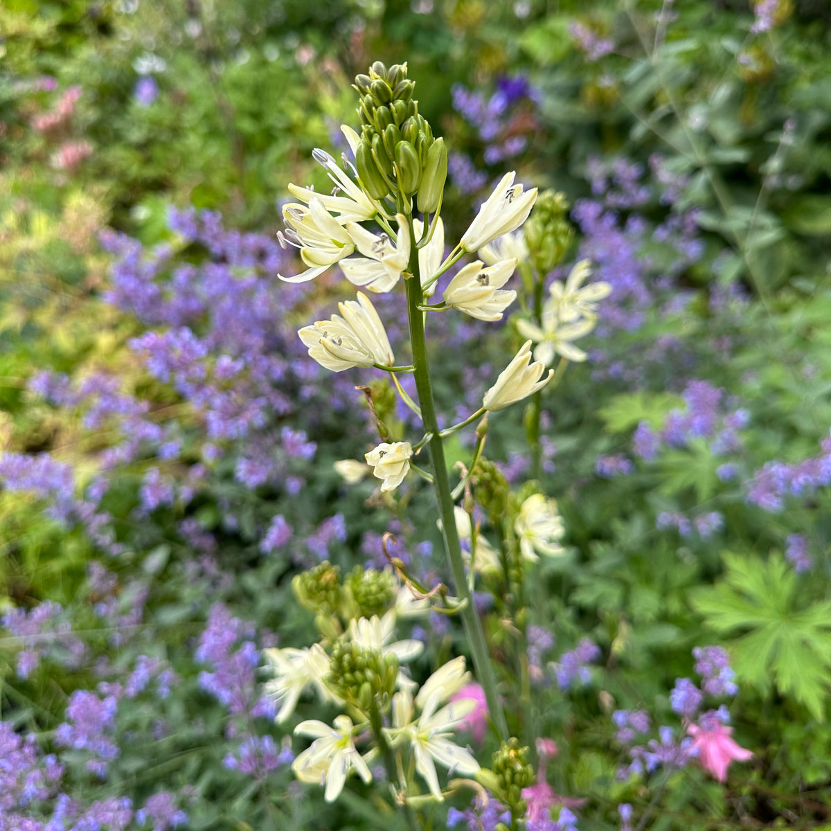 Camassia leichtlinii 'Silk River'® - indíánalilja