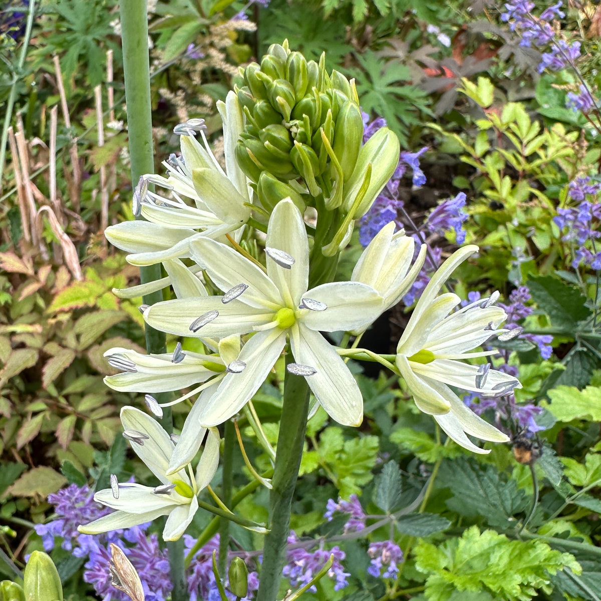 Camassia leichtlinii 'Silk River'® - indíánalilja