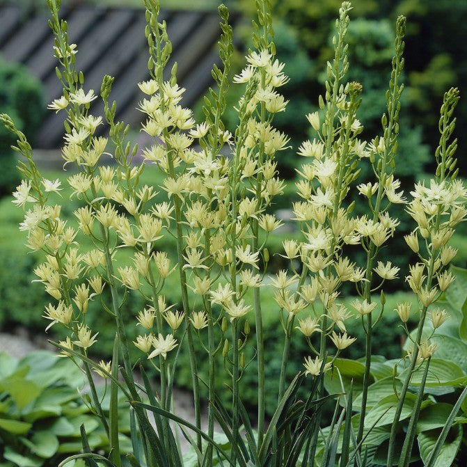 Camassia leichtlinii 'Semiplena' - indíánalilja