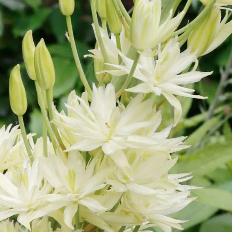 Camassia leichtlinii 'Semiplena' - indíánalilja