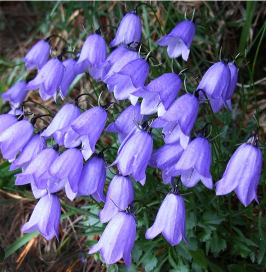 Campanula cochleariifolia 'Bavaria Blue' - smáklukka