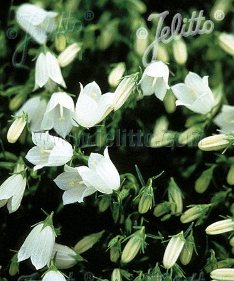 Campanula cochleariifolia 'Bavaria White' - smáklukka