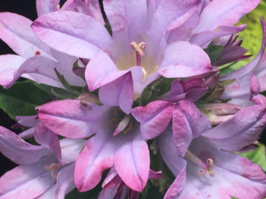 Campanula globularia 'Caroline' - höfuðklukka