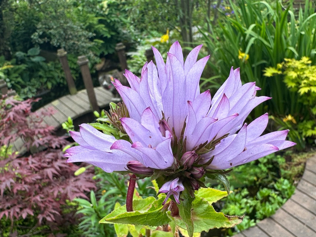 Campanula globularia 'Emerald' - höfuðklukka