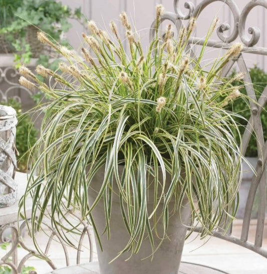 Carex 'Feather Falls'