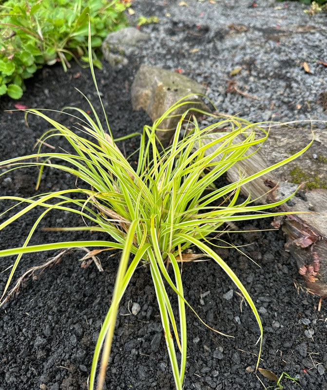 Carex 'Feather Falls'