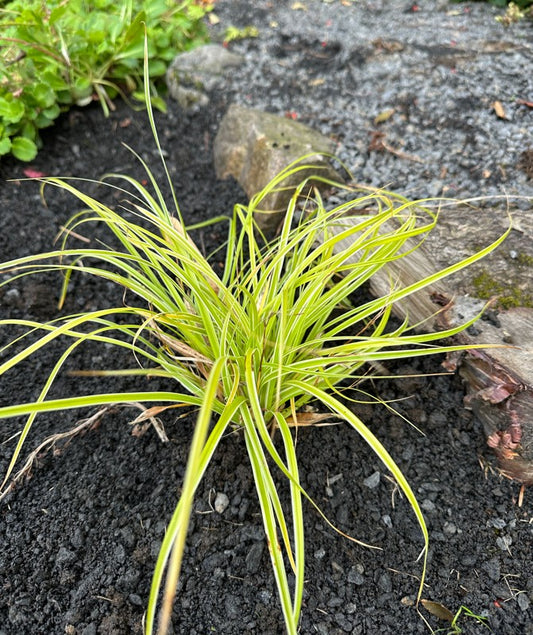 Carex 'Feather Falls'