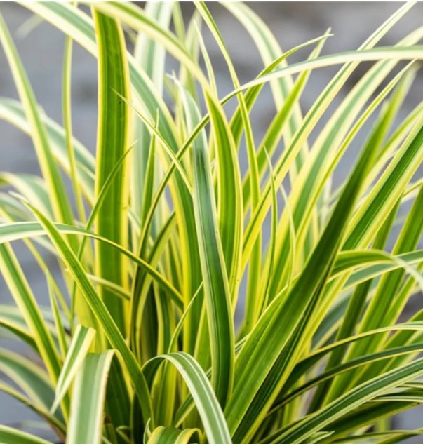 Carex morrowii 'Vanilla Ice' - japansstör