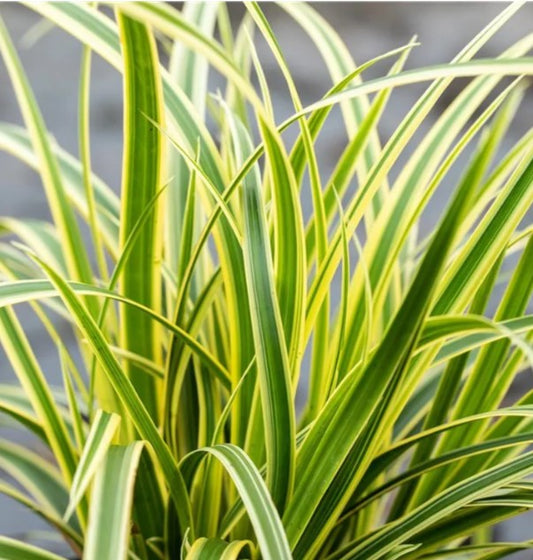 Carex morrowii 'Vanilla Ice' - japansstör