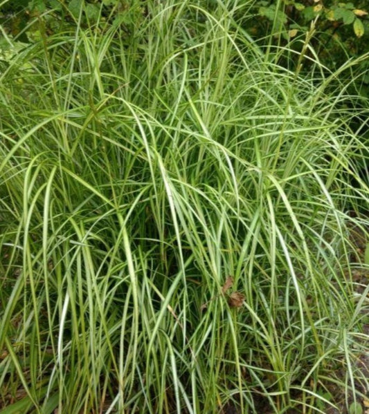 Carex muskingumensis 'Silberstreif' - pálmastör