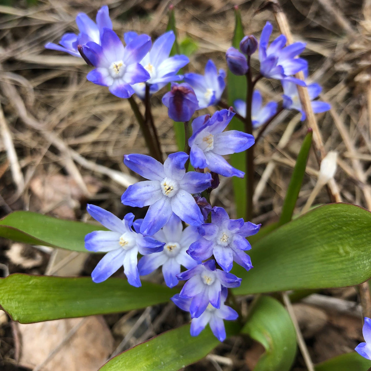 Chionodoxa forbesii 'Blue Giant' - snæstjarna