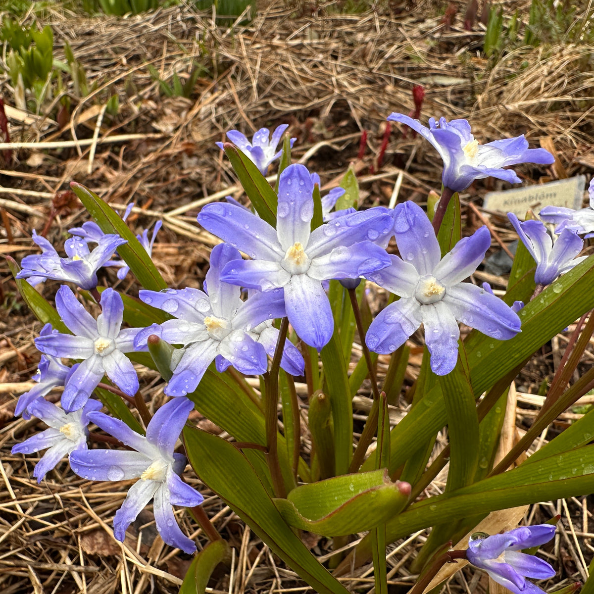 Chionodoxa forbesii 'Blue Giant' - snæstjarna