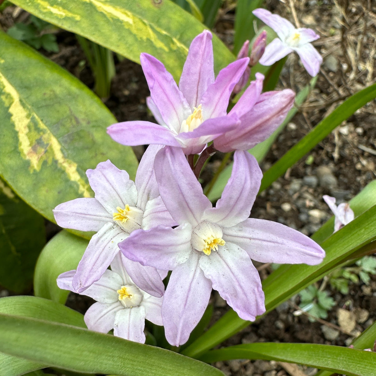 Chionodoxa forbesii 'Pink Giant' - snæstjarna