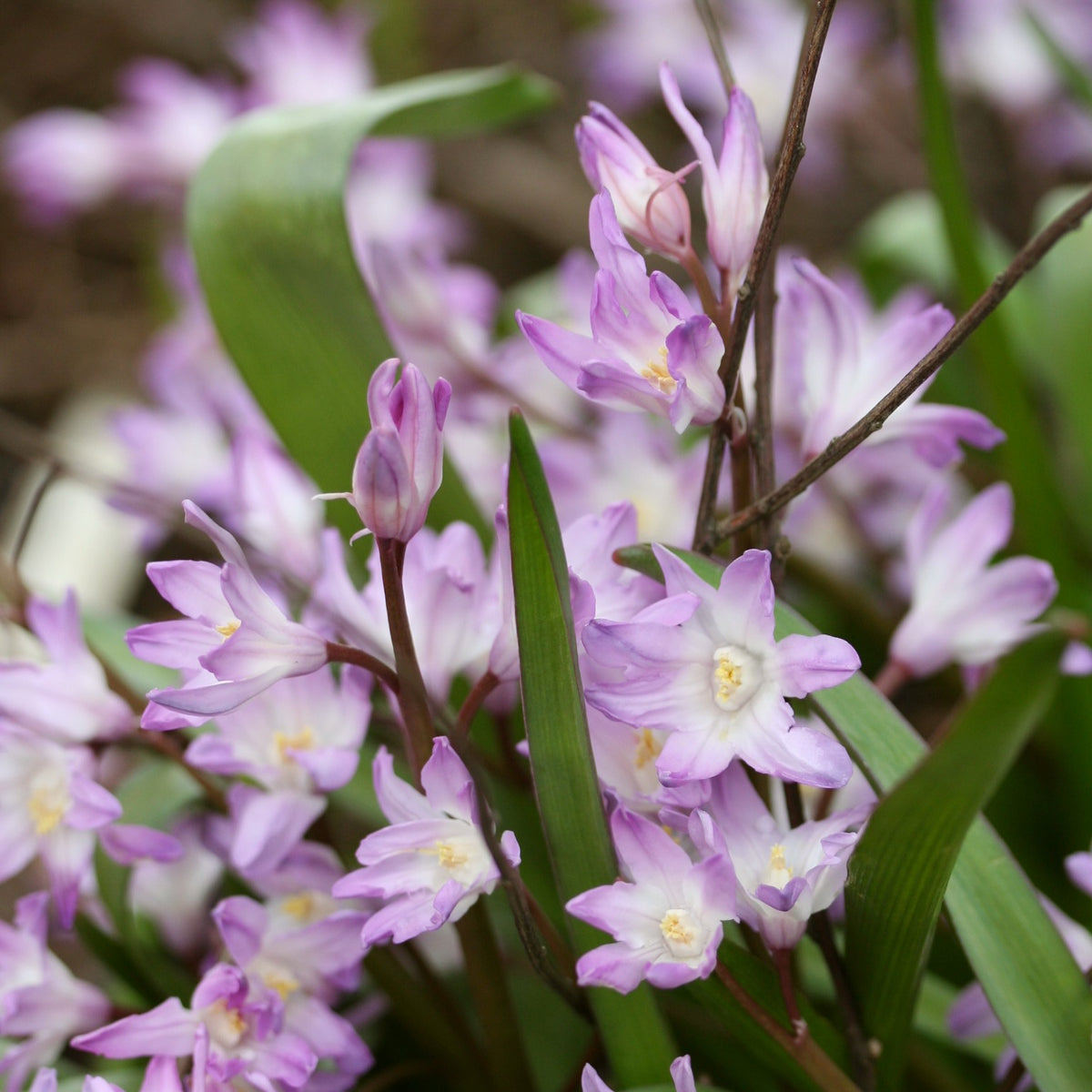 Chionodoxa forbesii 'Pink Giant' - snæstjarna