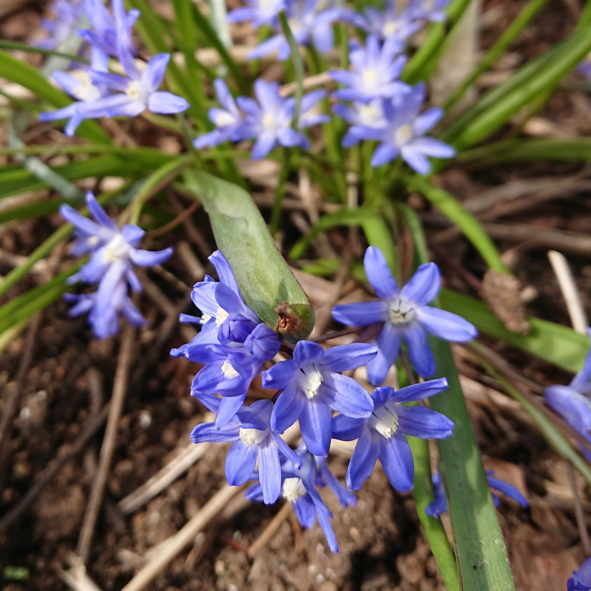 Chionodoxa sardensis - vorstjarna