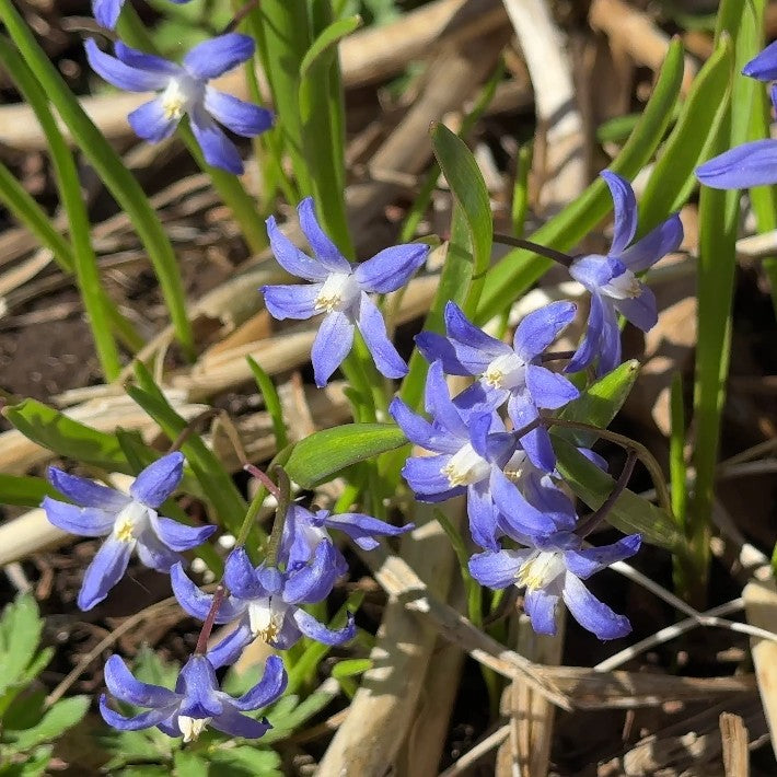 Chionodoxa sardensis - vorstjarna