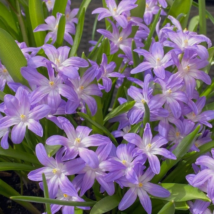 Chionodoxa forbesii 'Violet Beauty'® - snæstjarna