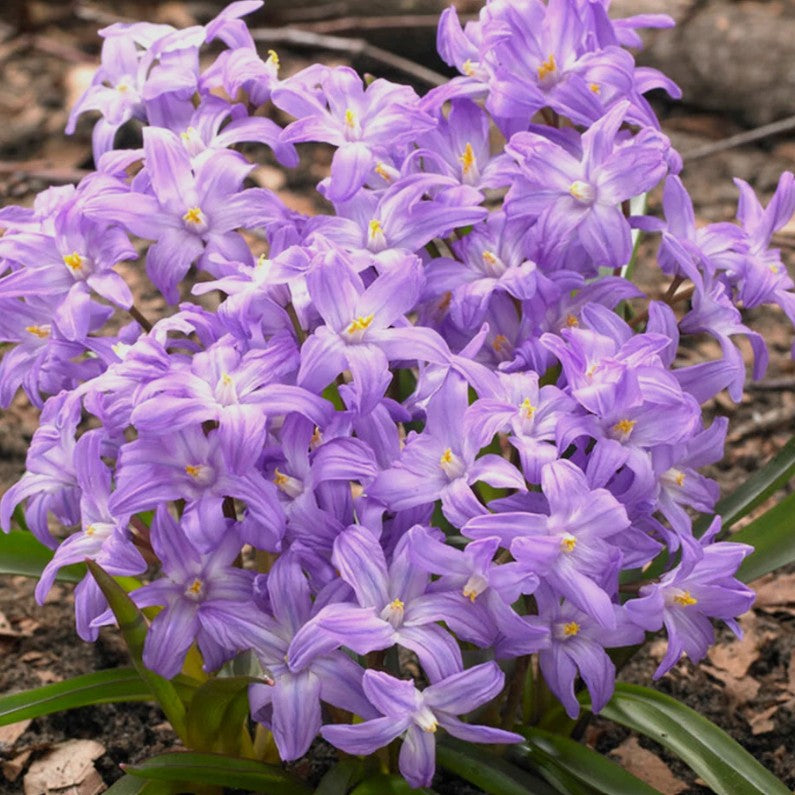 Chionodoxa forbesii 'Violet Beauty'® - snæstjarna