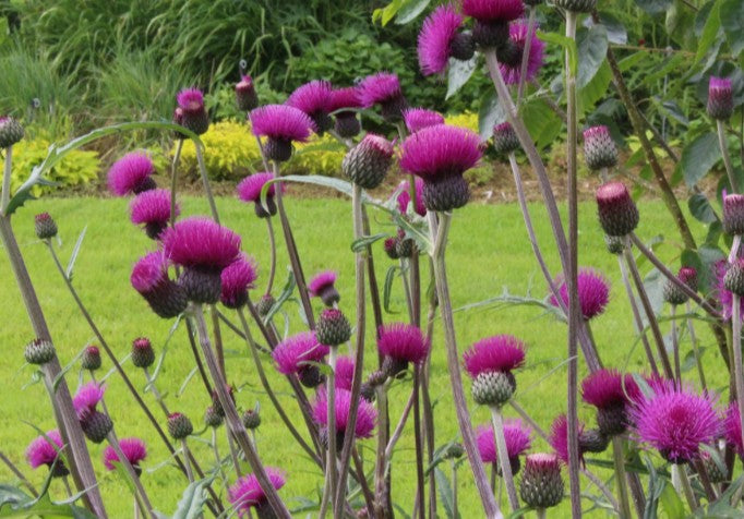 Cirsium rivulare 'Trevor's Blue Wonder' - lækjaþistill