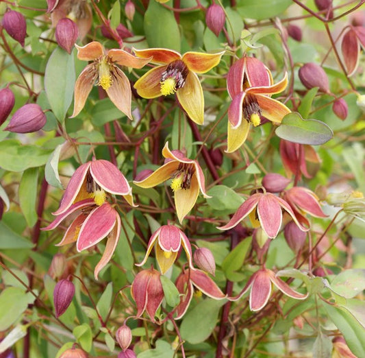 Clematis tangutica 'My Angel' - bjarmabergsóley