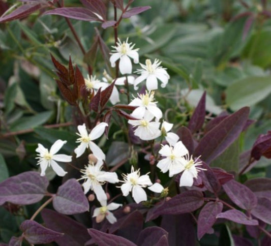 Clematis recta 'Purpurea' - sprotabergsóley