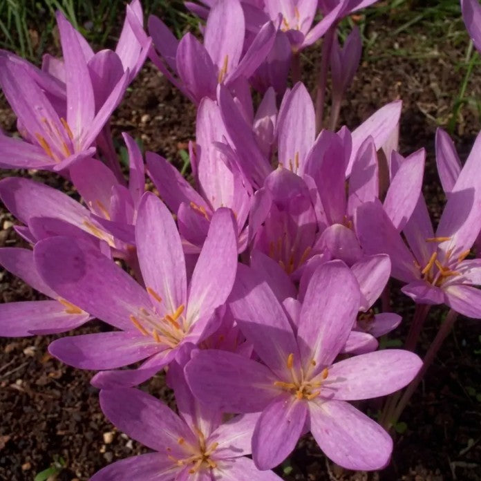 Colchicum autumnale 'Nancy Lindsay' - haustlilja