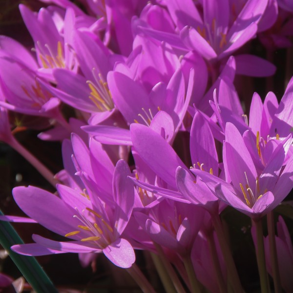 Colchicum autumnale 'Nancy Lindsay' - haustlilja