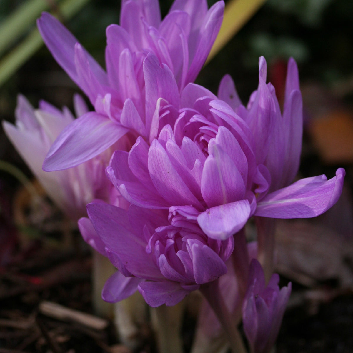 Colchicum 'Waterlily' - haustlilja