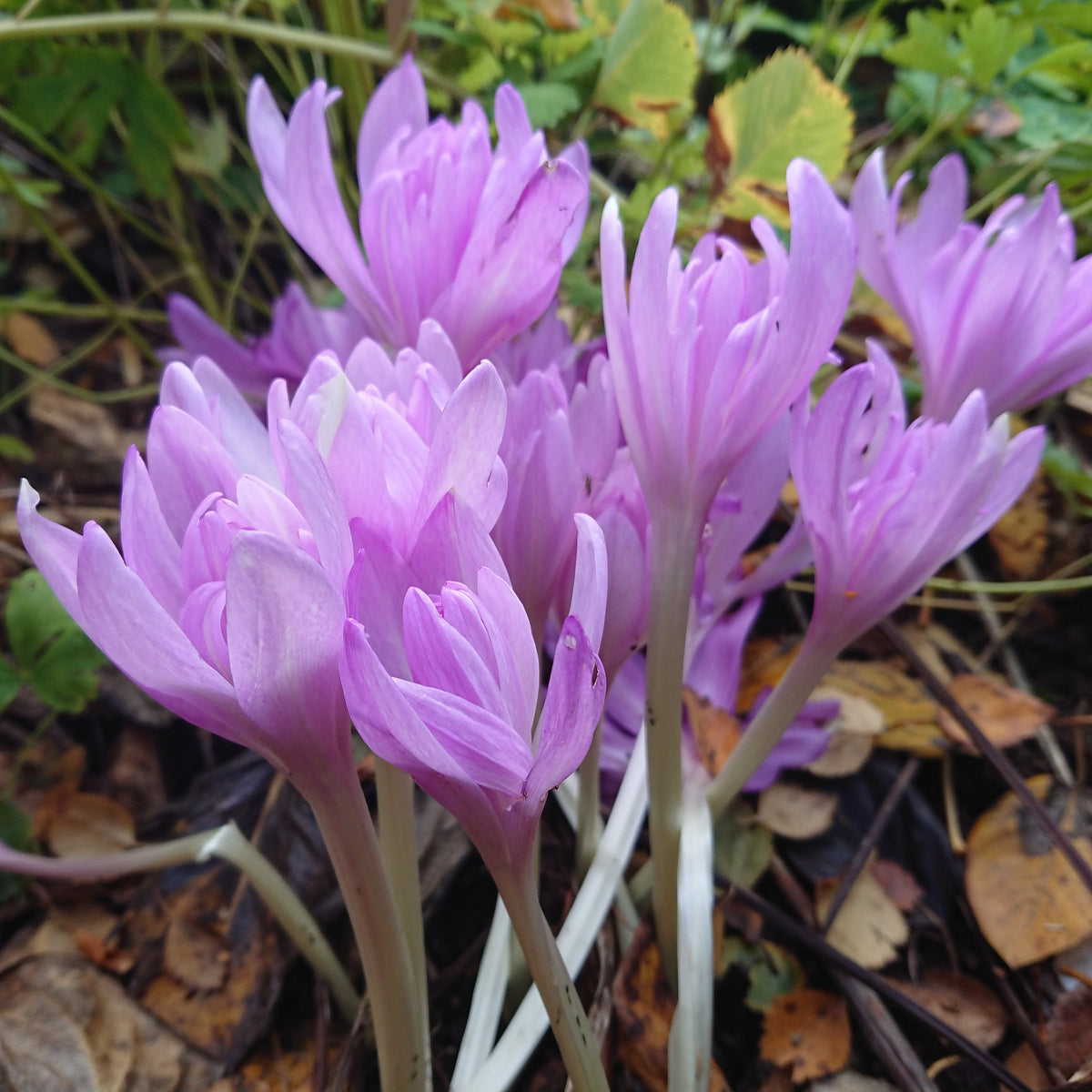 Colchicum 'Waterlily' - haustlilja